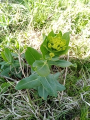 Euphorbia iberica