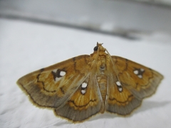 Cacographis