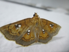 Cacographis