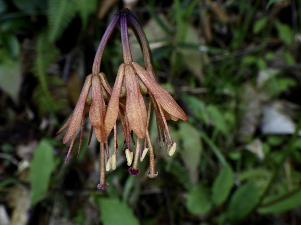 Helonias orientalis; photograph りなべる, CC BY, iNaturalist via GBIF