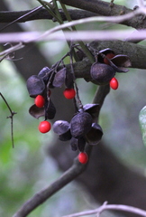 Ormosia semicastrata