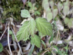Rubus hirsutus