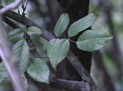 Ormosia semicastrata