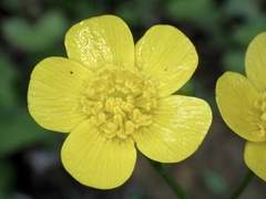 Ranunculus japonicus