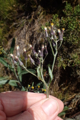 Senecio gunnii