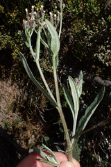 Senecio gunnii
