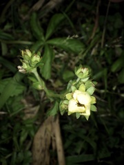 Potentilla kleiniana