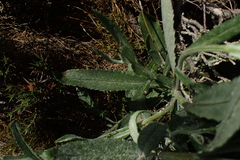 Senecio gunnii