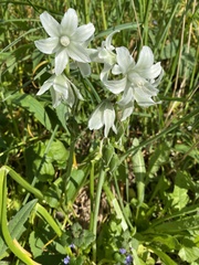 Ornithogalum boucheanum