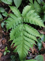 Pleocnemia irregularis