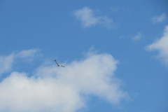 Larus fuscus barabensis