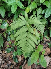 Pleocnemia irregularis