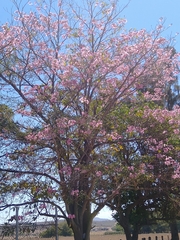 Handroanthus impetiginosus