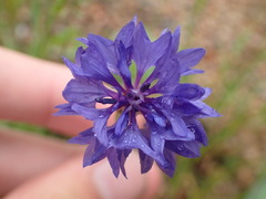 Centaurea cyanus