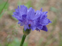 Centaurea cyanus