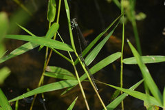 Pseudocopera ciliata