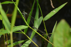 Pseudocopera ciliata