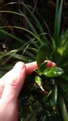 Olearia persoonioides