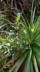 Olearia persoonioides