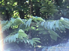 Bretschneidera sinensis