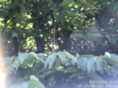 Bretschneidera sinensis