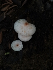 Agaricales