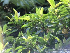 Bretschneidera sinensis