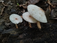 Agaricales