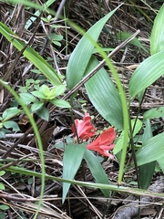 Rhododendron nakaharai