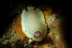 Goniobranchus sinensis