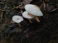 Agaricales