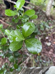 Planchonella cotinifolia