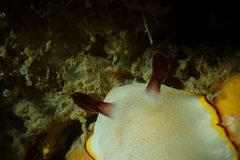 Goniobranchus sinensis