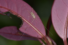 Rhinoteratura symmetrica