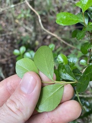 Planchonella cotinifolia