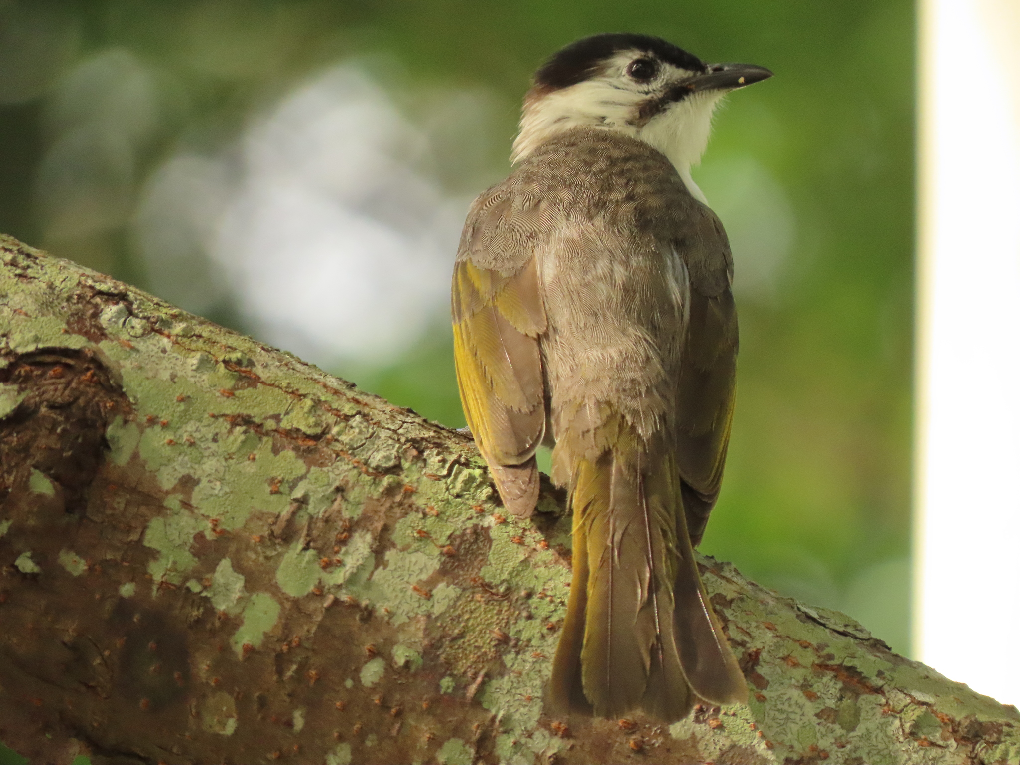 Styan's Bulbul (Pycnonotus taivanus)