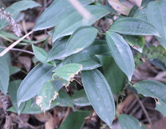 Strychnos cathayensis