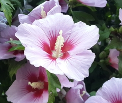 Hibiscus syriacus