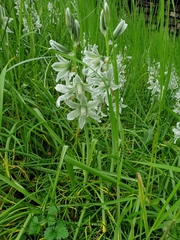 Ornithogalum boucheanum