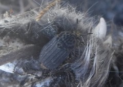 Thanatophilus capensis