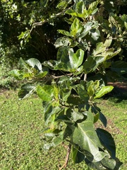 Ficus sycomorus