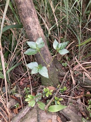 Rhododendron mariesii