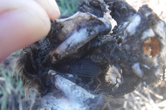 Thanatophilus capensis