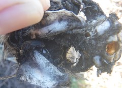 Thanatophilus capensis