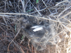 Thanatophilus capensis