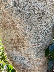 Ficus sycomorus