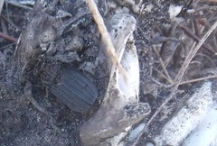 Thanatophilus capensis