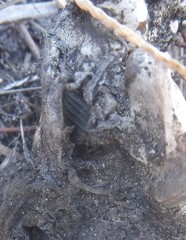 Thanatophilus capensis