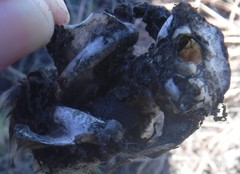 Thanatophilus capensis