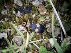 Pheropsophus jessoensis